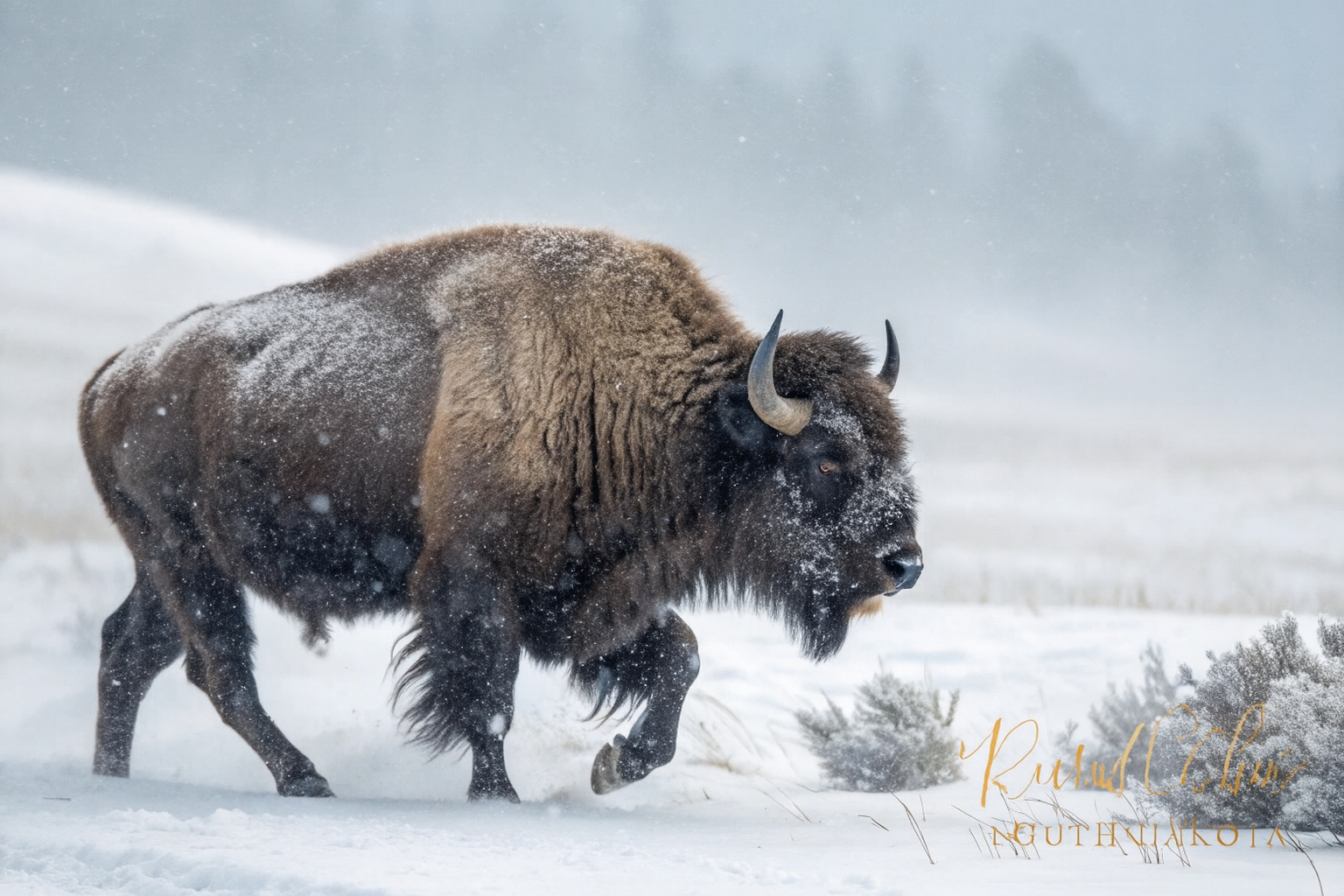 Lone buffalo in blizzard