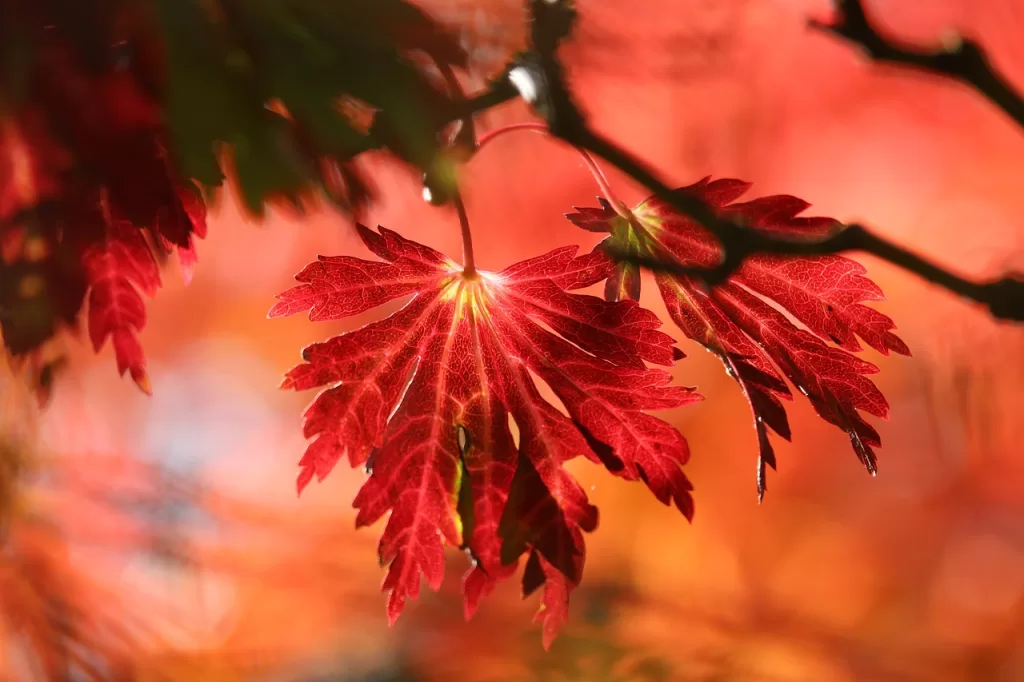 leaves, tree, fall